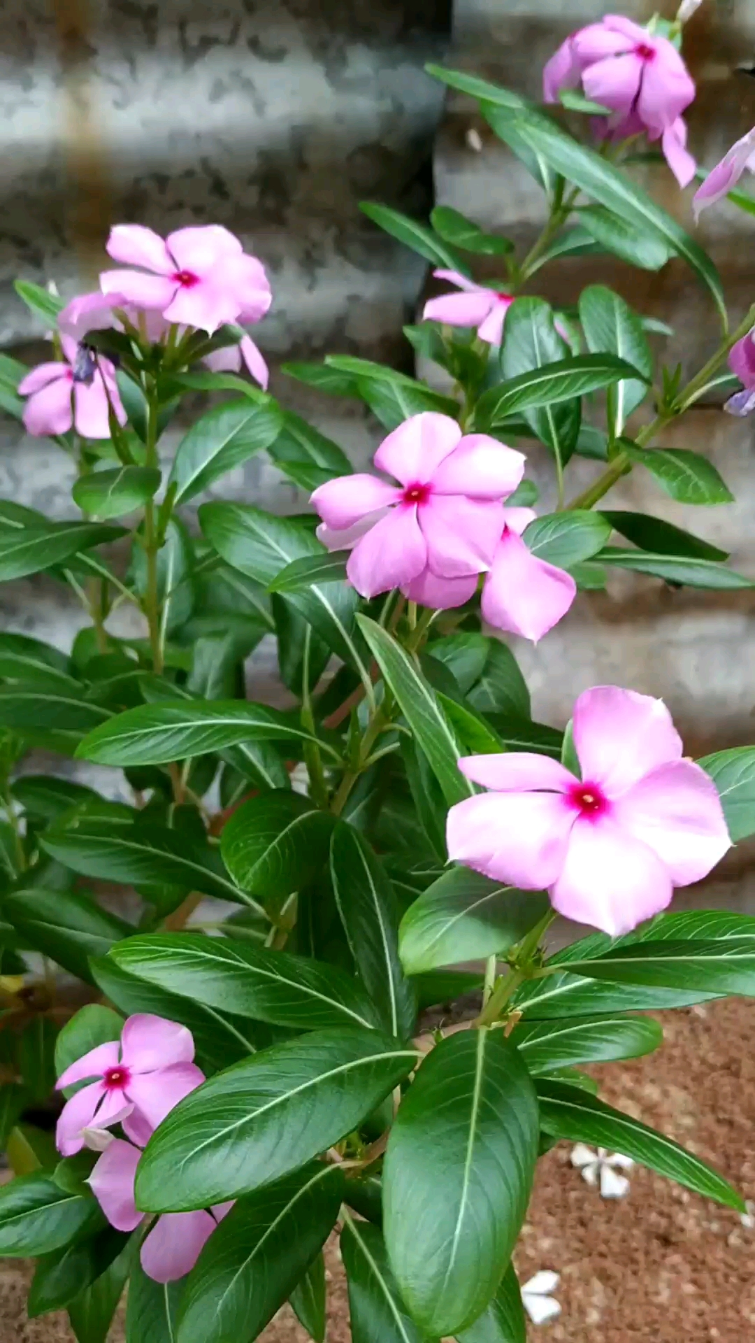 在家门口野生的长春花