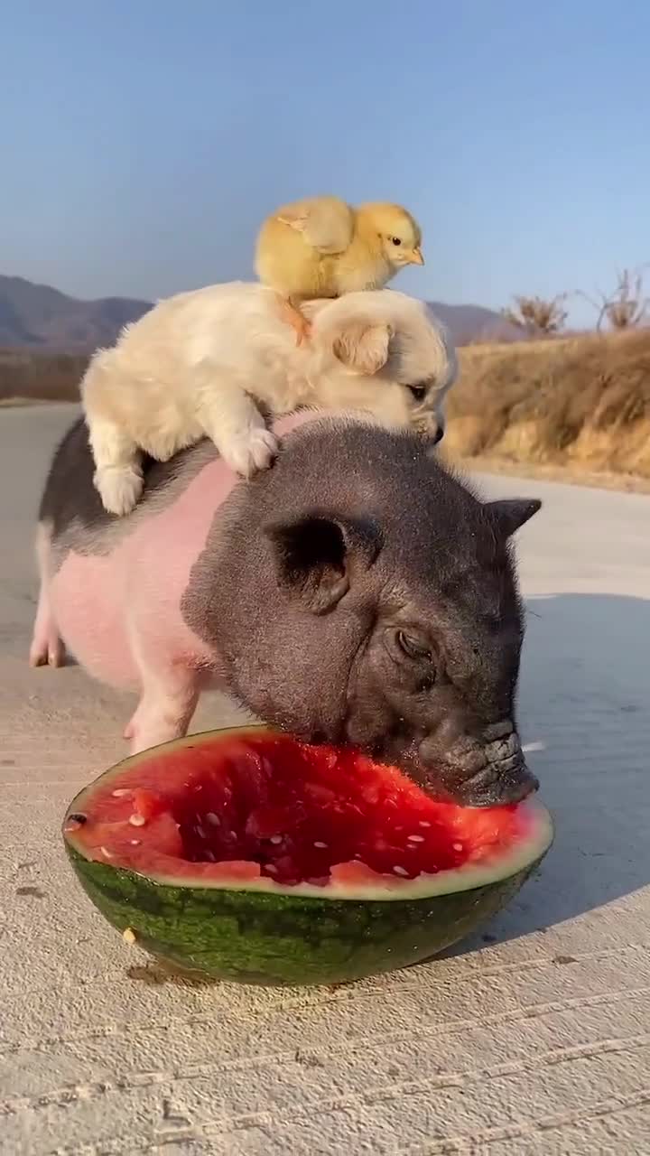 小猪吃个西瓜要要两个一起把风