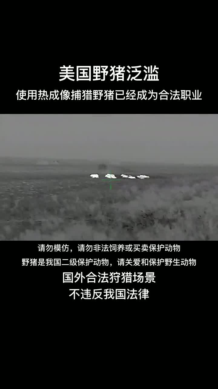 外国野猪泛滥,使用热成像狩猎野猪已成合法行为#热成像?-度小视