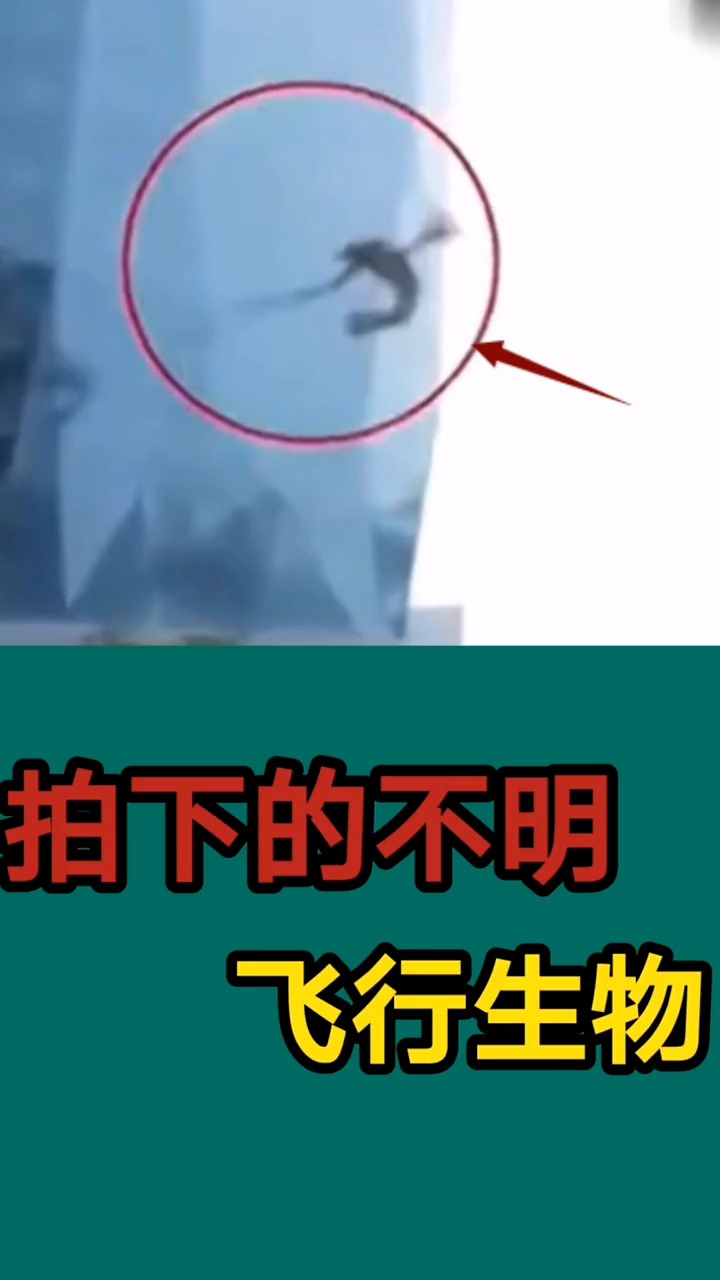奇闻异事#拍下的不明飞行生物,你看它想啥?