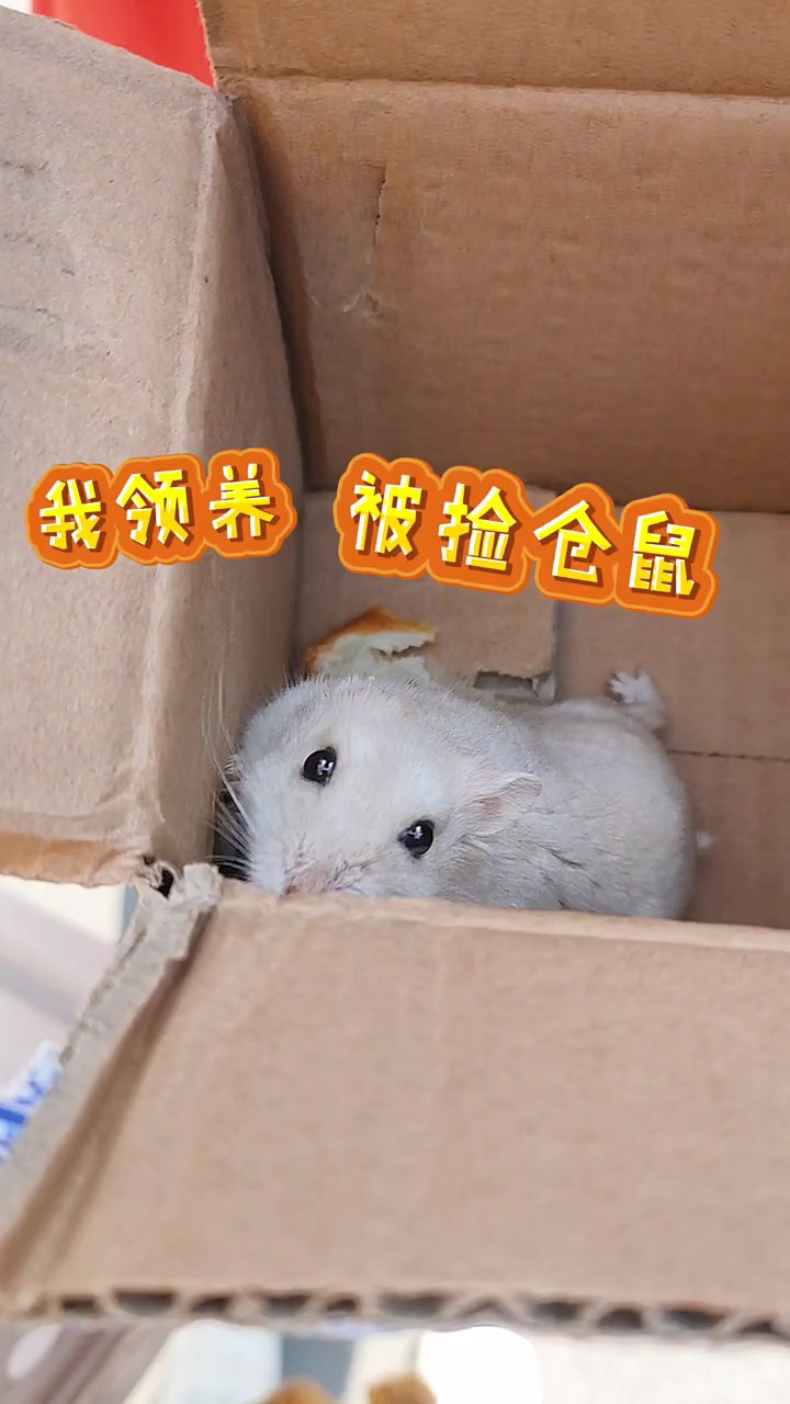 被捡到的小仓鼠起什么名字呢