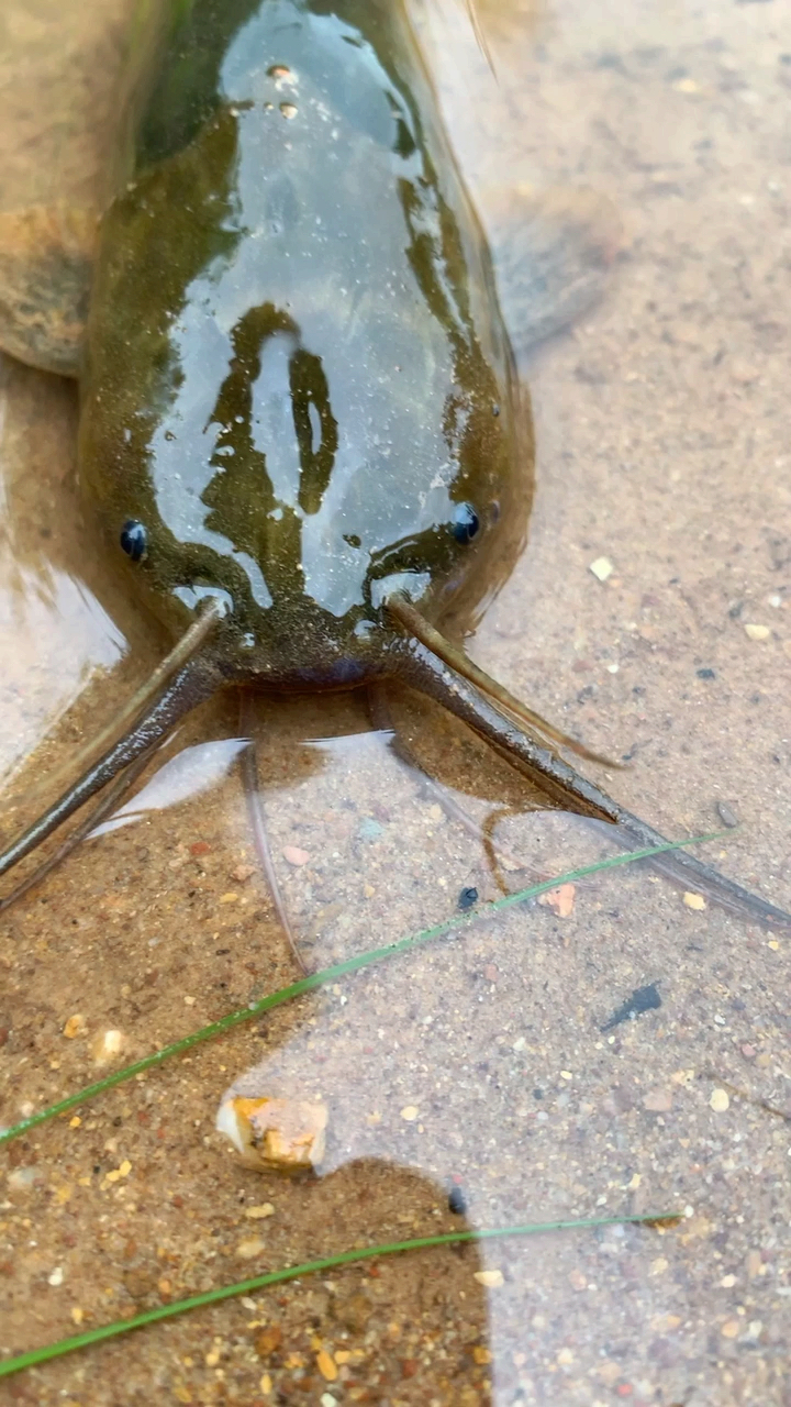 长了胡须的怪鱼