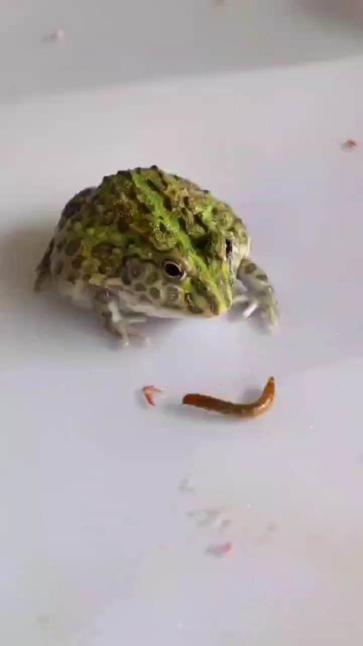 我要上热门#青蛙吃饭,它这舌头真灵敏呀!