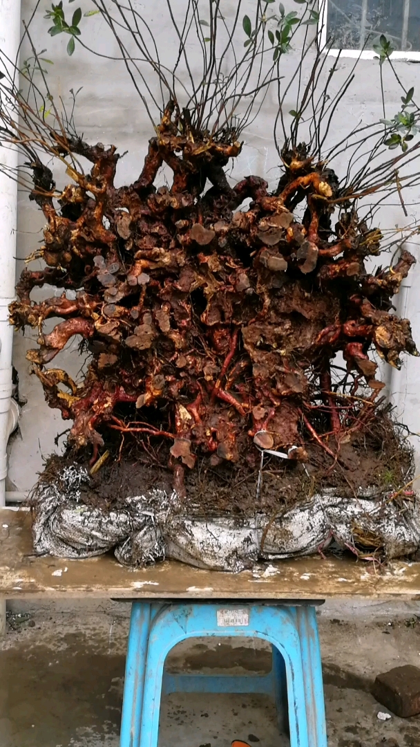 映山红精品下山桩,老古桩.