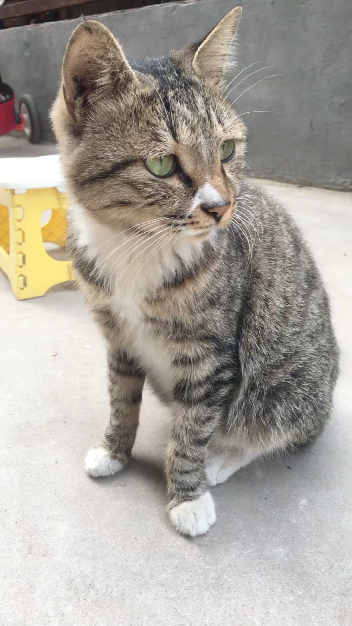 20181006天气凉快,大狸猫也长胖了好多!