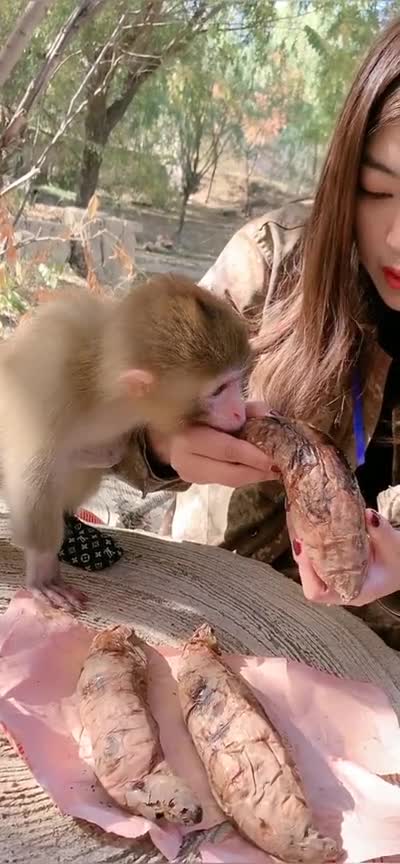 小猴子习惯饲养员喂它吃饭,居然吃个烤地瓜都不自己拿,饲养员可不惯着