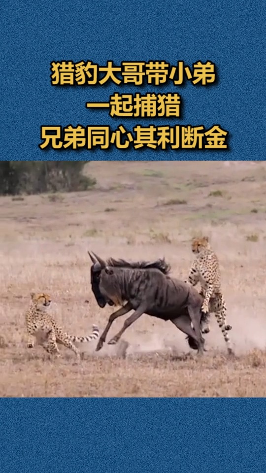 我要上热门#猎豹大哥带小弟一起捕猎,兄弟同心其利断金