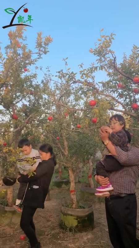 山东沂蒙小调摘石榴图片