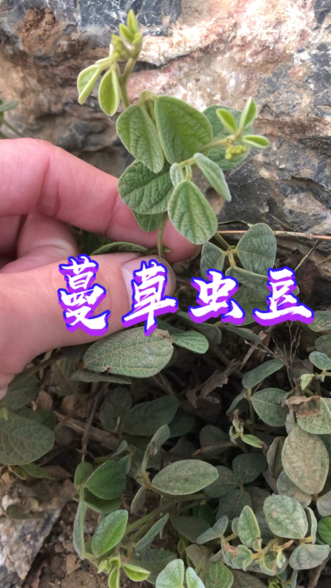 你们要的止血草学名蔓草虫豆健脾利水止血生肌解暑