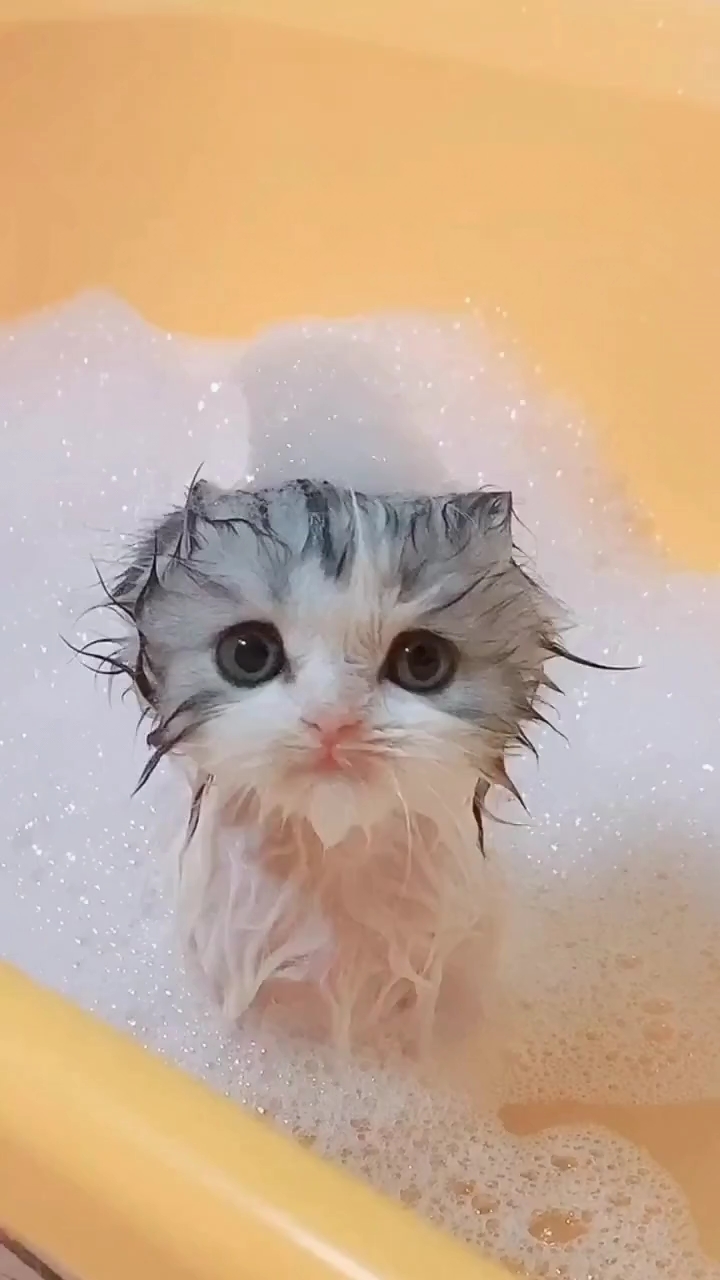 宠物最可爱的样子#爱洗澡的猫咪