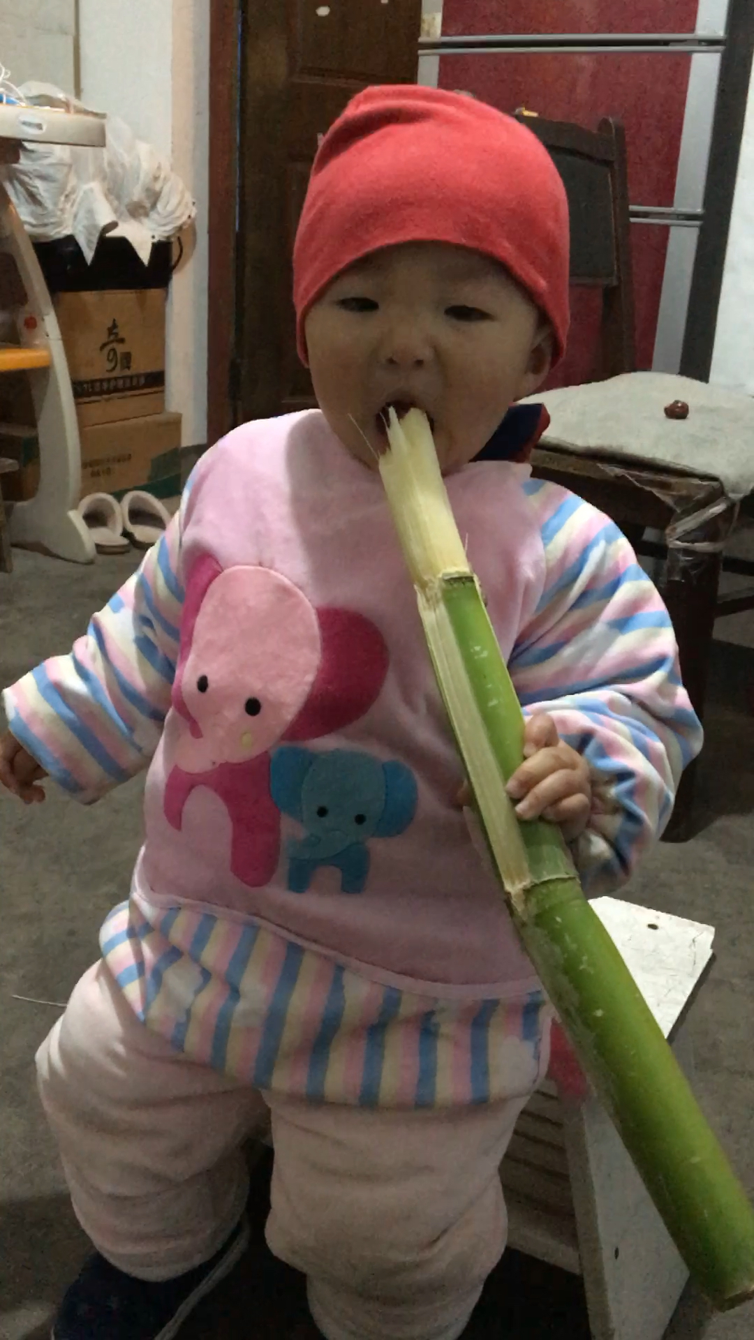 啃甘蔗看谁比我利害