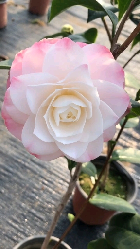 感谢全民我要上热门#梦30茶花开花了