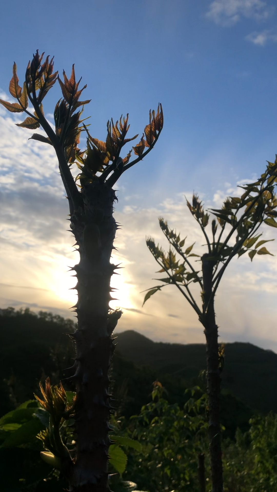 刺嫩芽树图片大树图片