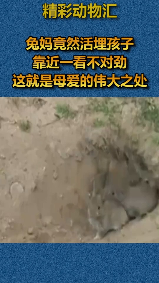 我要上热门#兔妈竟然活埋孩子,靠近一看不对劲,这就是母爱的伟大之处