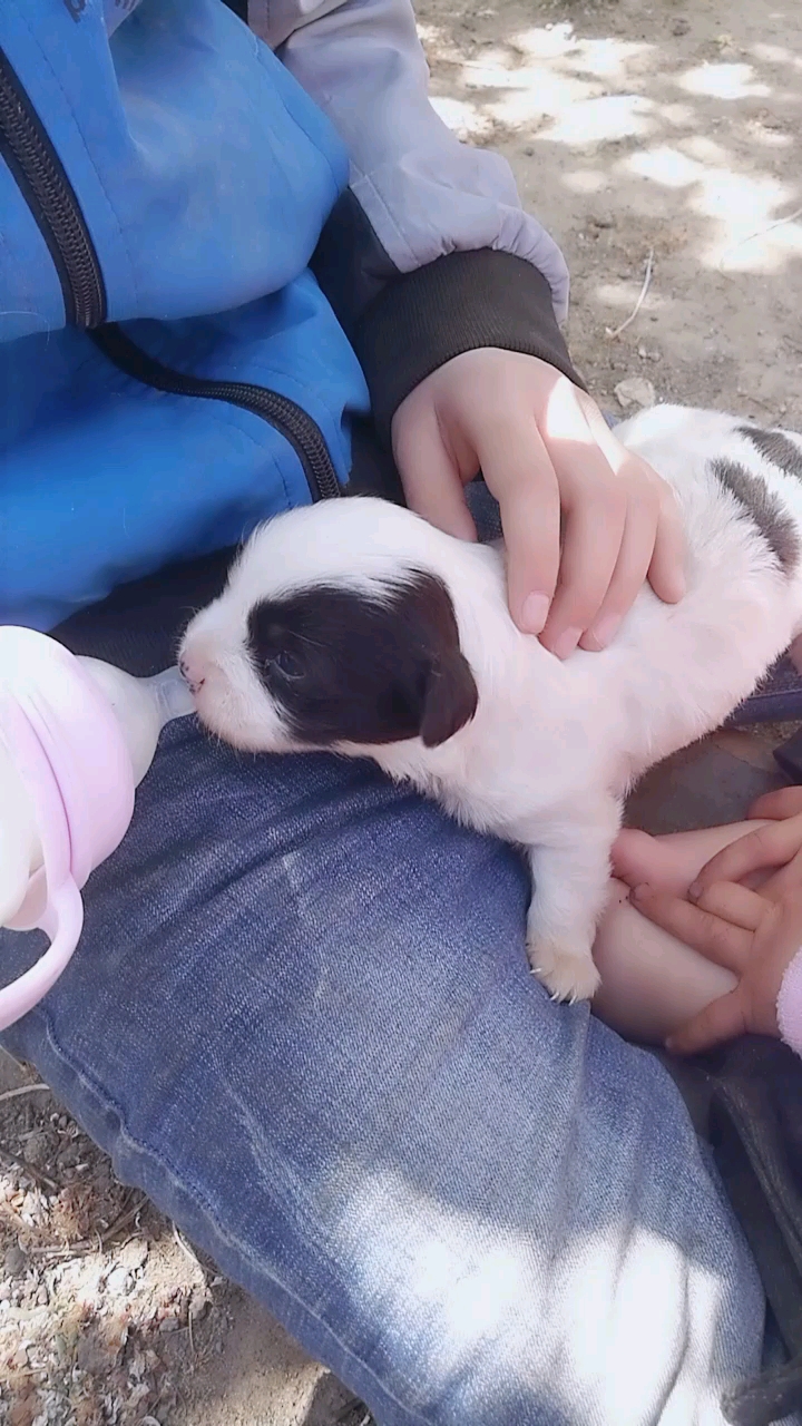 两个孩子喂小狗喝奶!