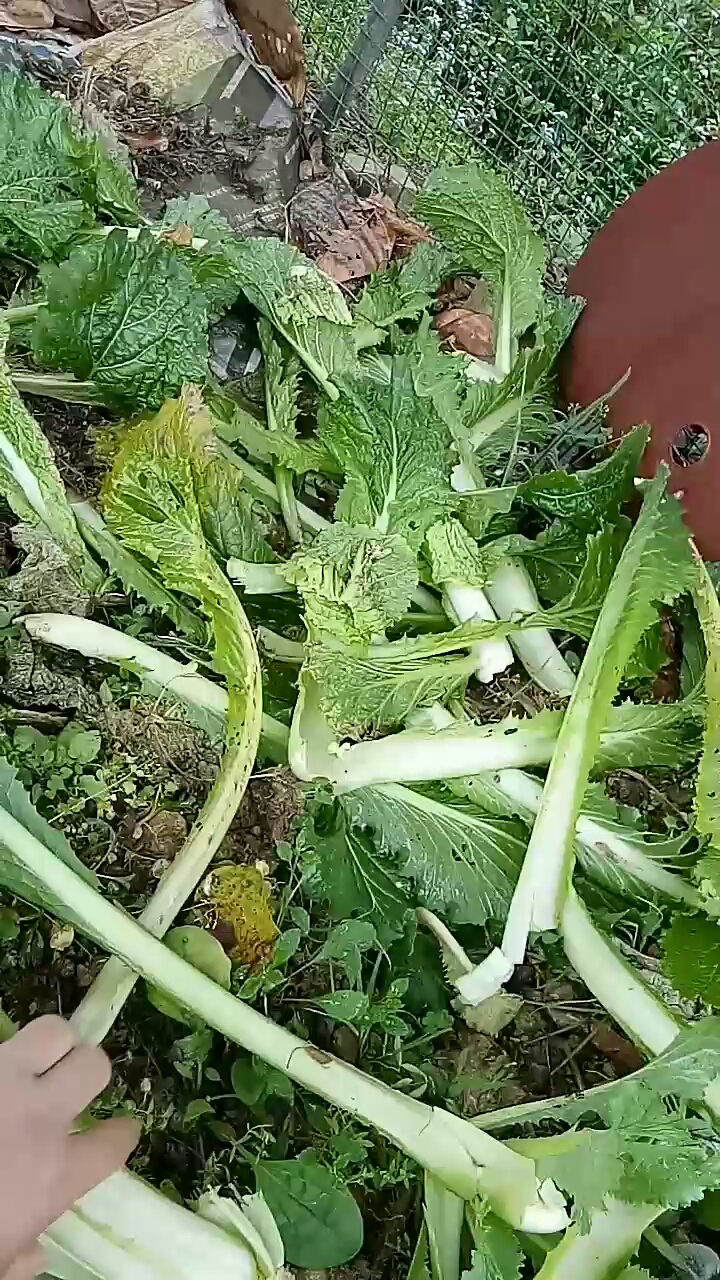 我的私藏景点#来捡菜叶吗?