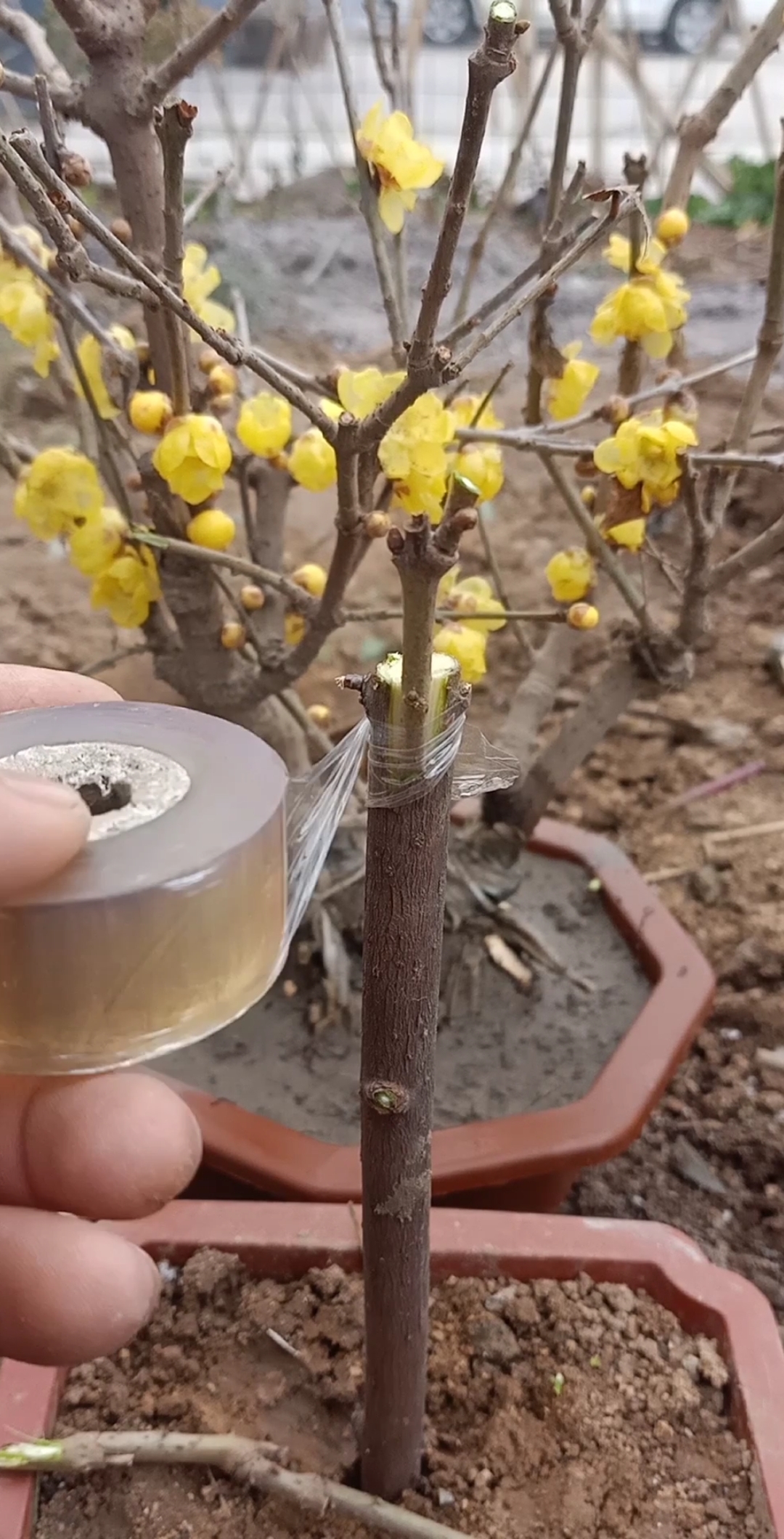 嫁接高手#腊梅嫁接高手,一般人不懂,你看懂了吗?-度小视