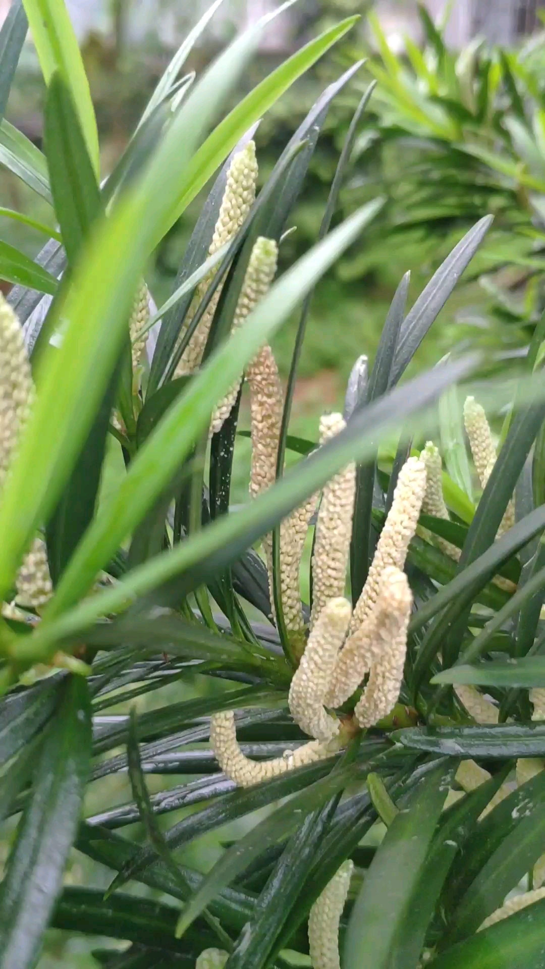 罗汉松雄花图片图片