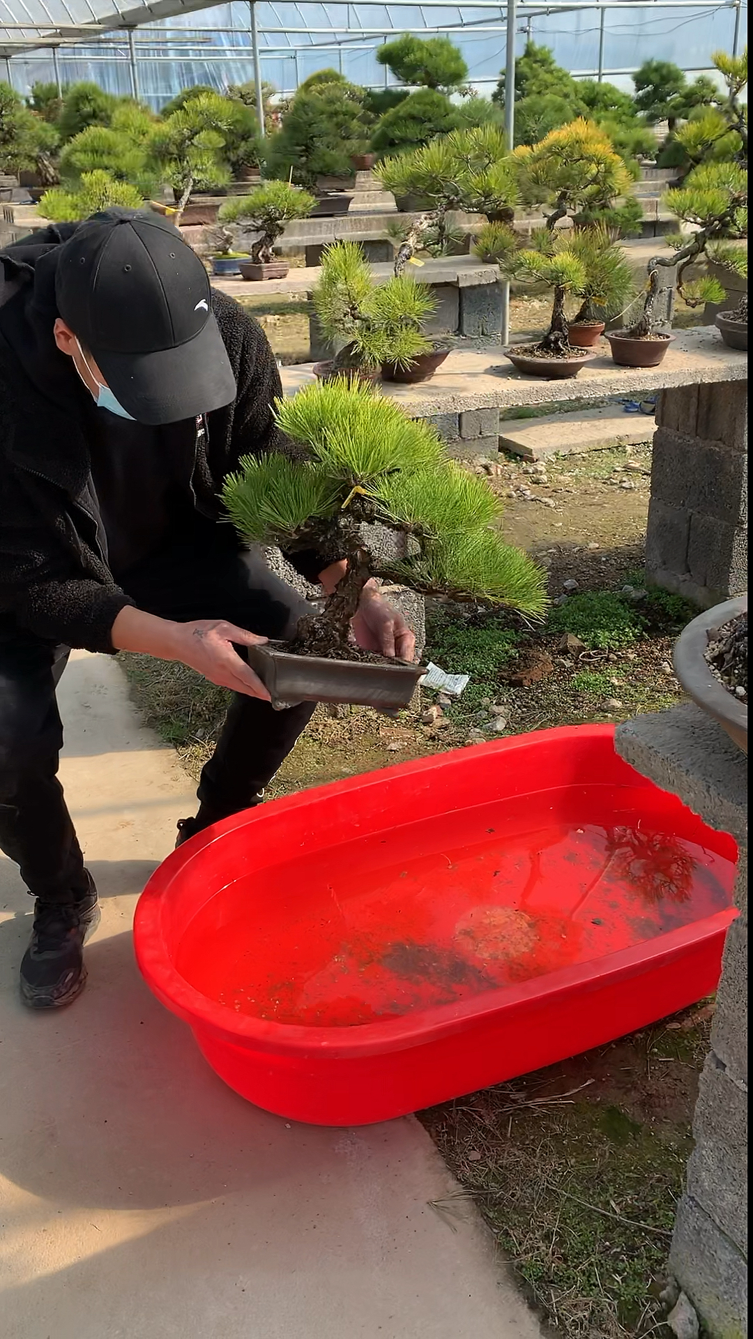浸盆法 矮霸三河黑松盆景