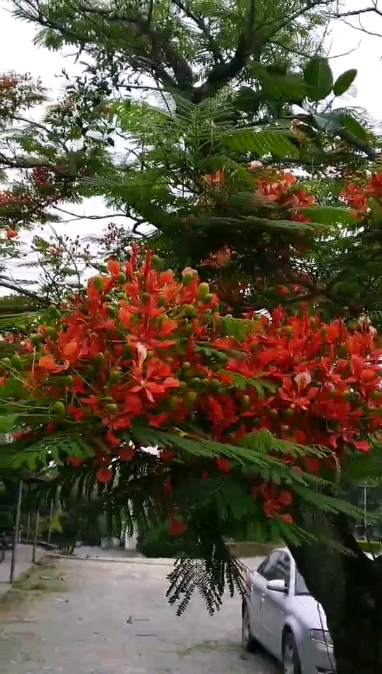 香蜜里面的凤凰花
