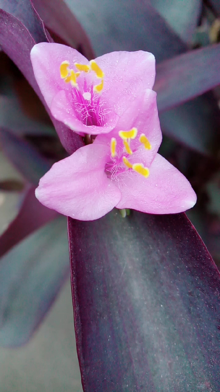 紫罗兰二八花了