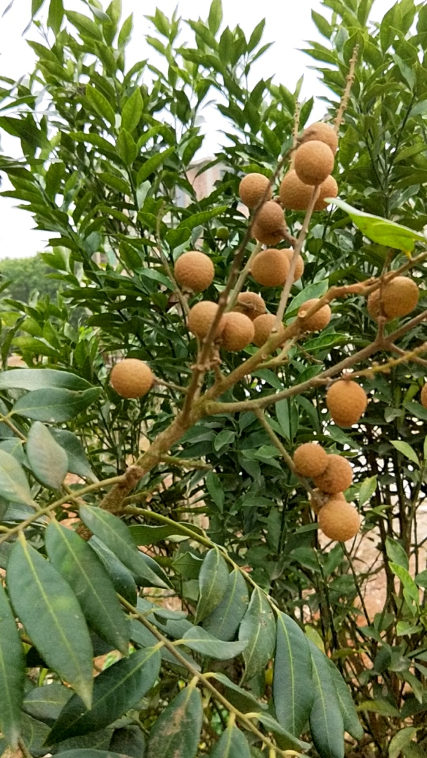 这个是四季龙眼,一年都有果吃,吃了又开花结果的