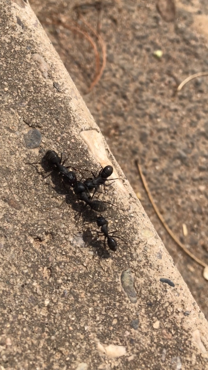 好大的蚂蚁,这是变异了吗?这是在游戏还是在打架