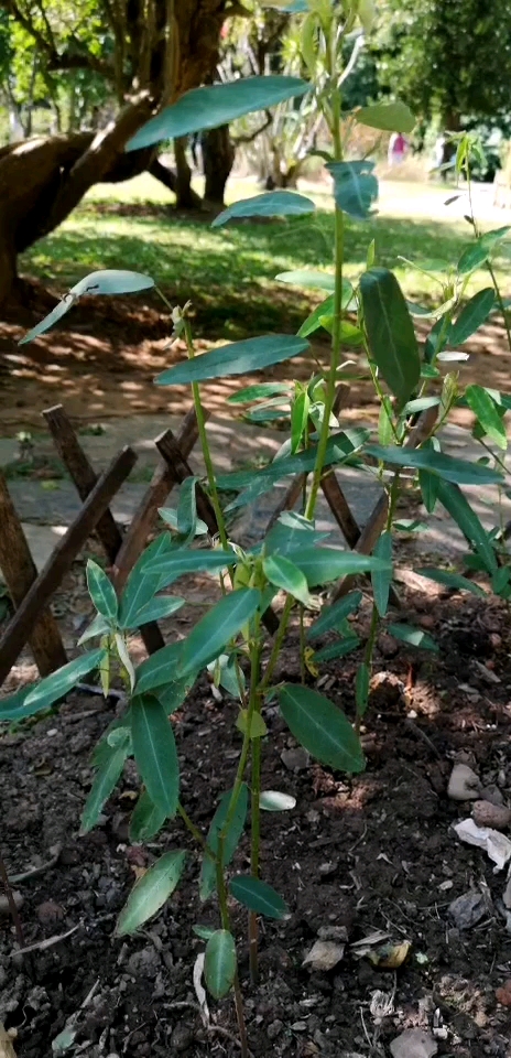 西双版纳热带雨林植物园  跳舞草