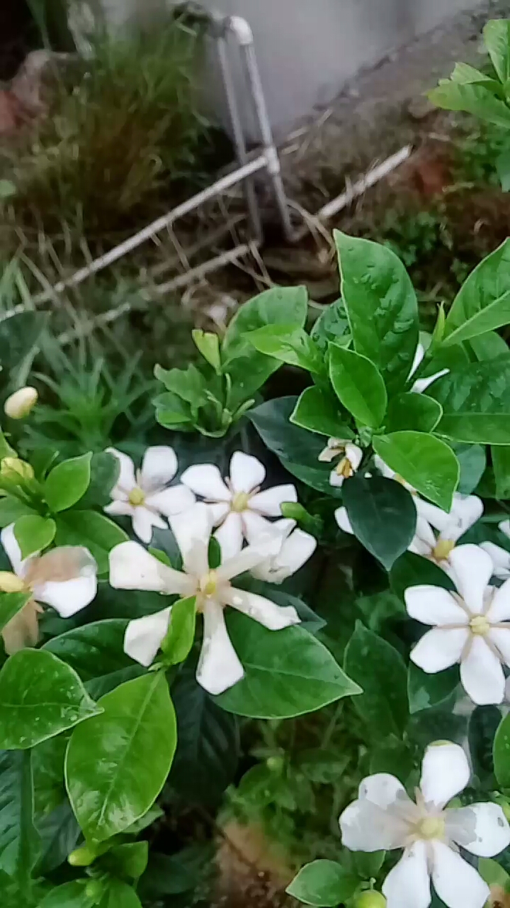美丽芬芬的山栀花开了,有喜欢的朋友吗?