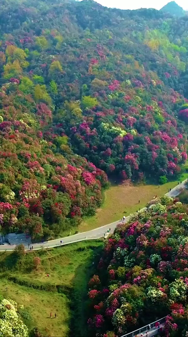 贵州百里杜鹃-世界最大的天然花海