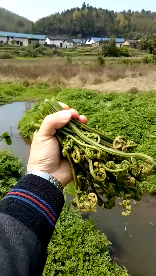 鄉村野味