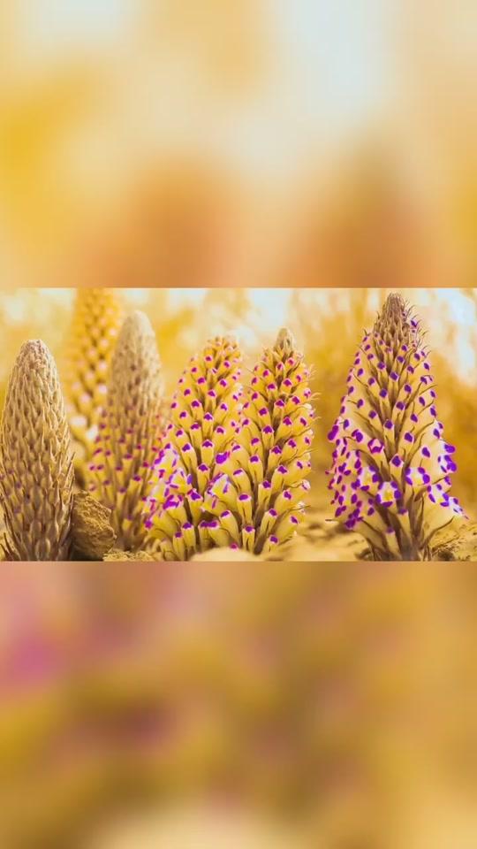 新疆鄯善县6万亩大芸花盛开,大芸,学名肉苁蓉,有"沙漠人参"美誉,大多