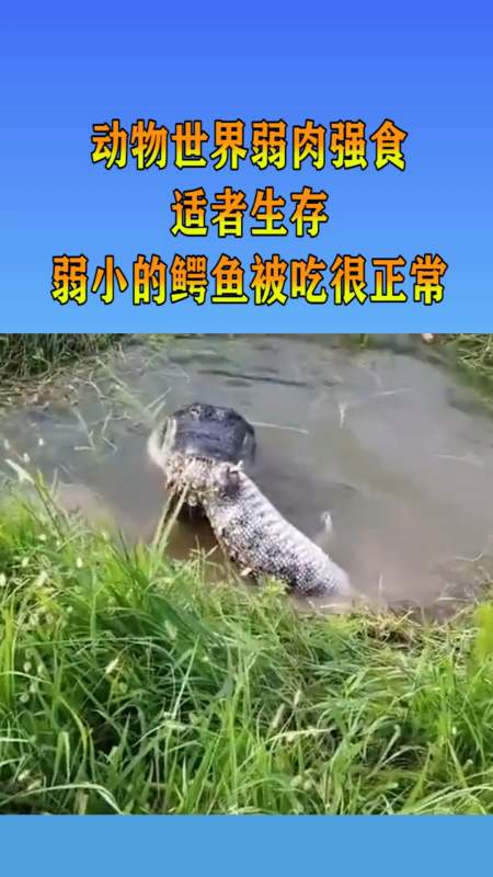 我要上热门#动物世界弱肉强食,适者生存,弱小的鳄鱼被吃很正常!