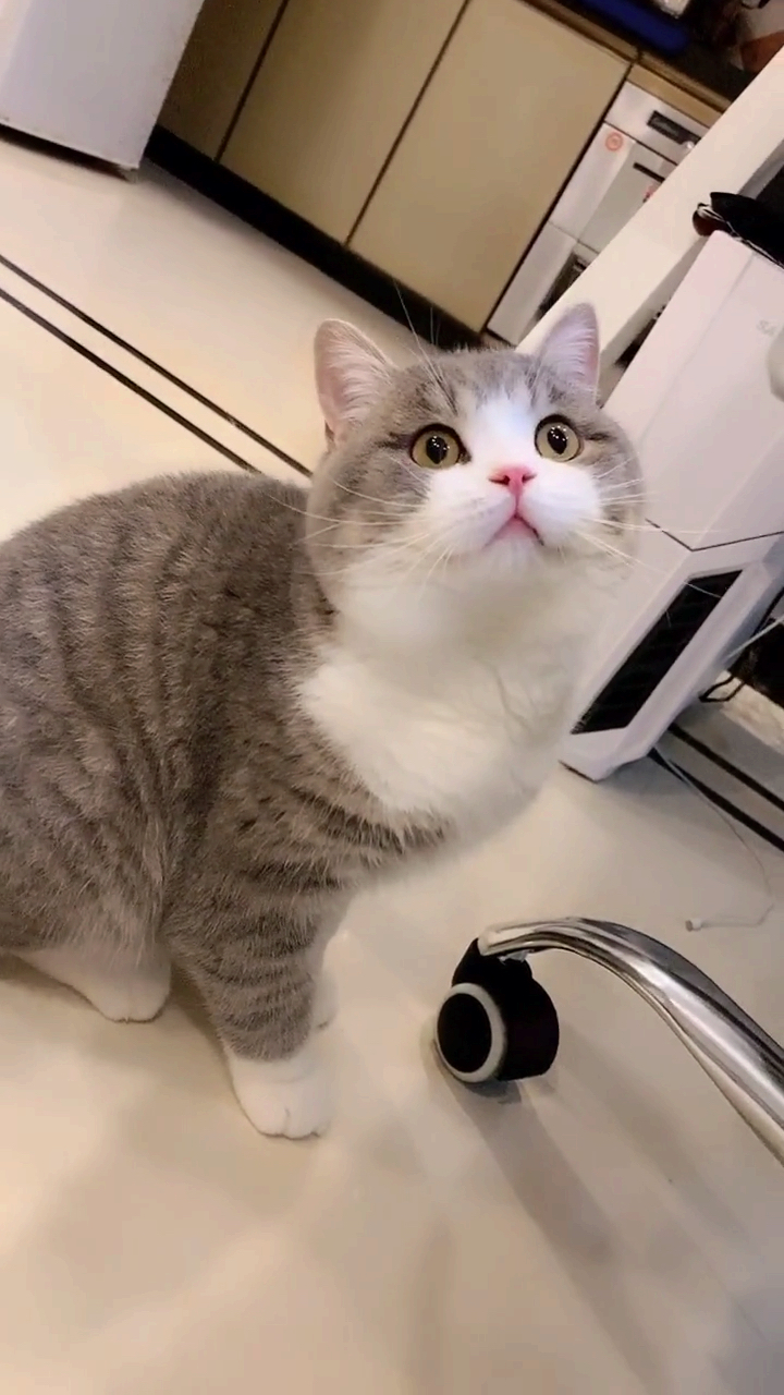 猫#超级帅气的土豆