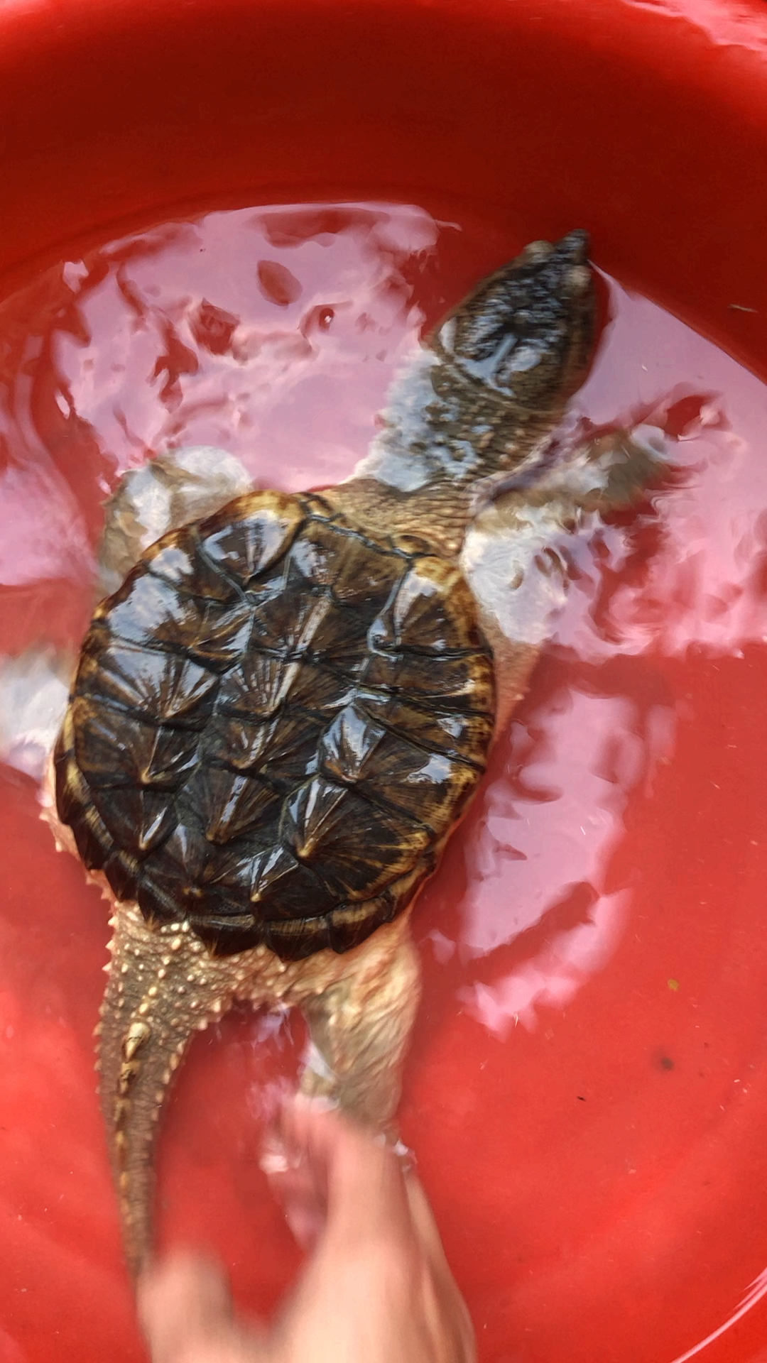 乌龟#畸形鳄龟,闹钟龟,太像了