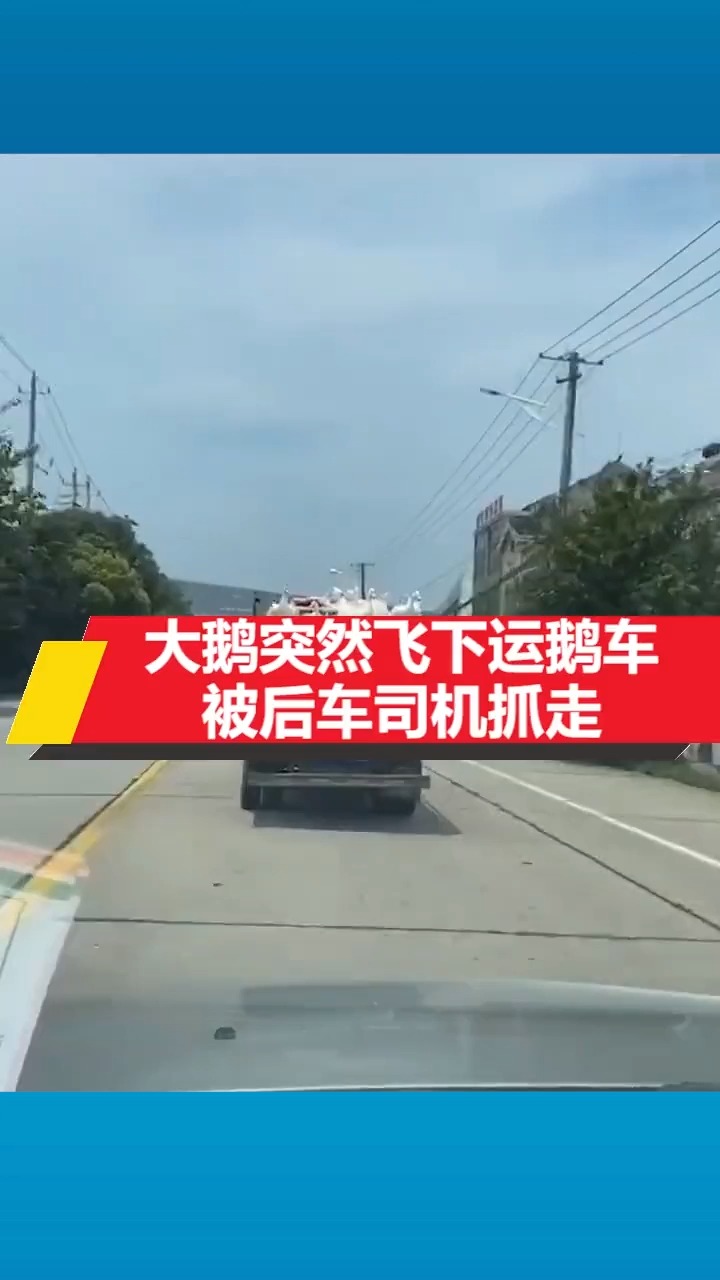 大鹅突然飞下运鹅车,被后车司机抓走,网友:人生处处是