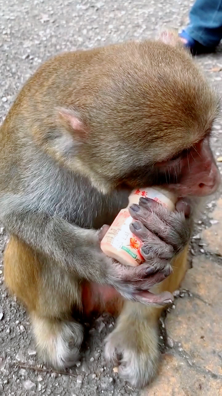 猴子#为什么猴子都是这样喝饮料