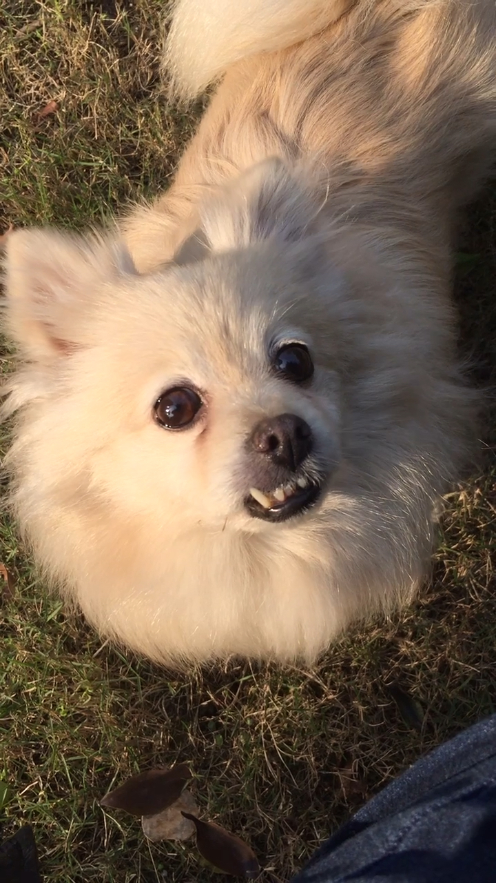 阳光下的小龅牙