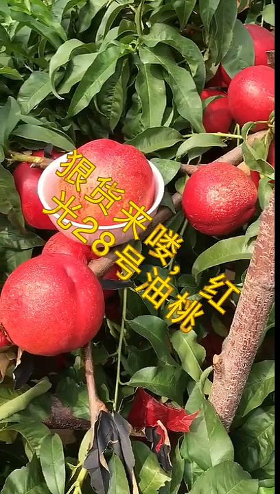 红光28号油桃树苗