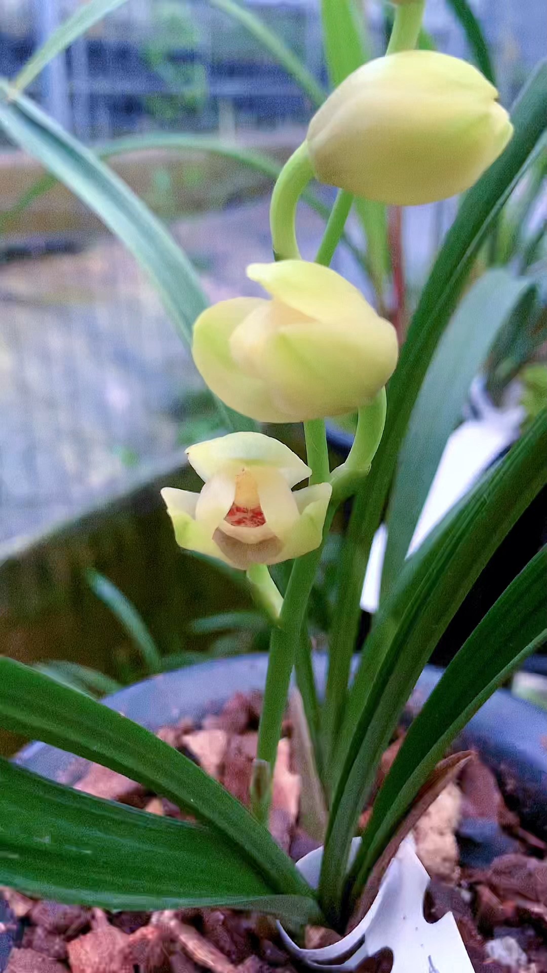 兰花开花又大又圆的建兰荷瓣品种君临天下