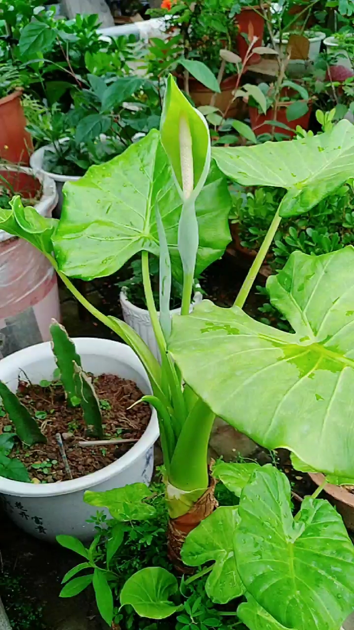 养了4年的滴水观音第一次开花了