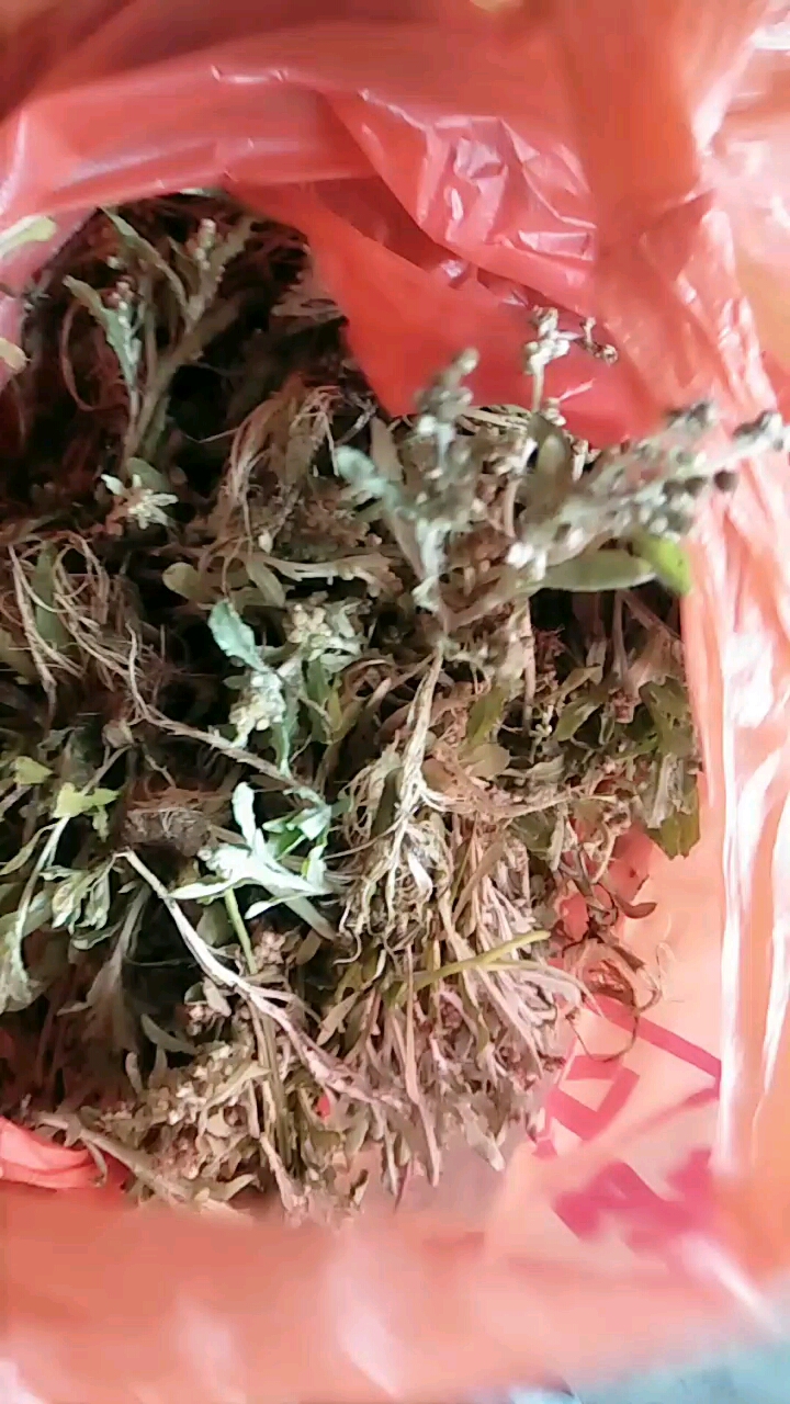 老鼠艾,说是下火,去湿的.