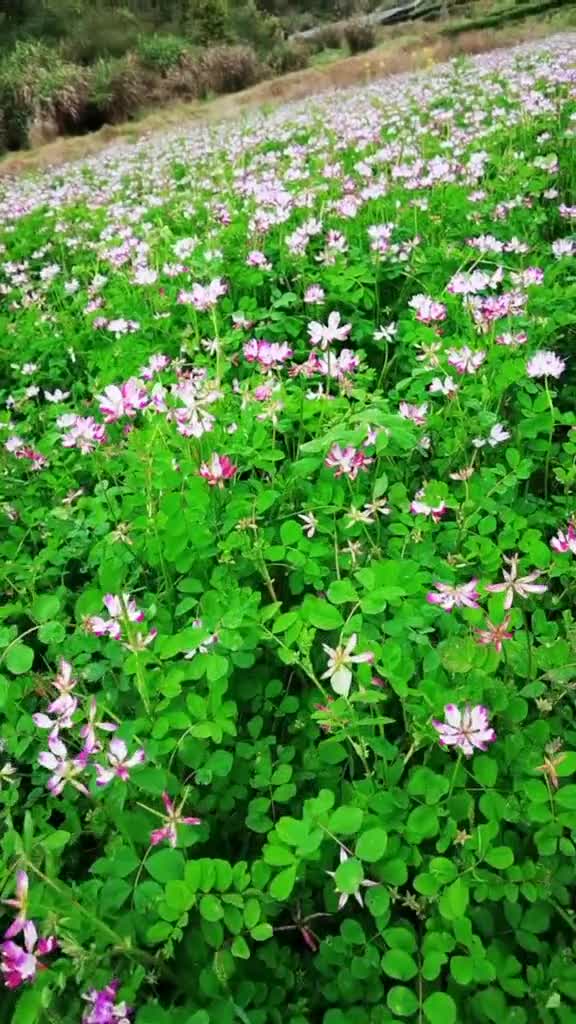 紫云英花#花游记