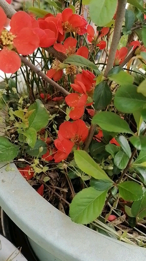 晒晒我家的春天#我的铁枝海棠开花了