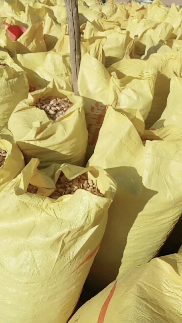 今天回农村老家,老爷子说让我缝花生袋子,说缝多少卖钱都归我.