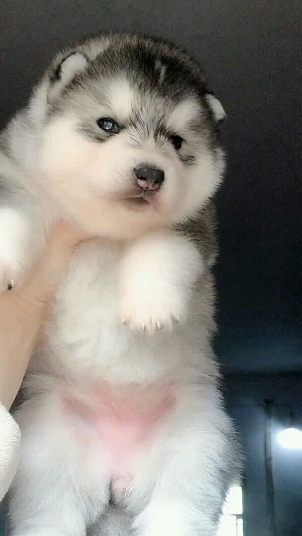 神宠来袭#小二哈太萌了