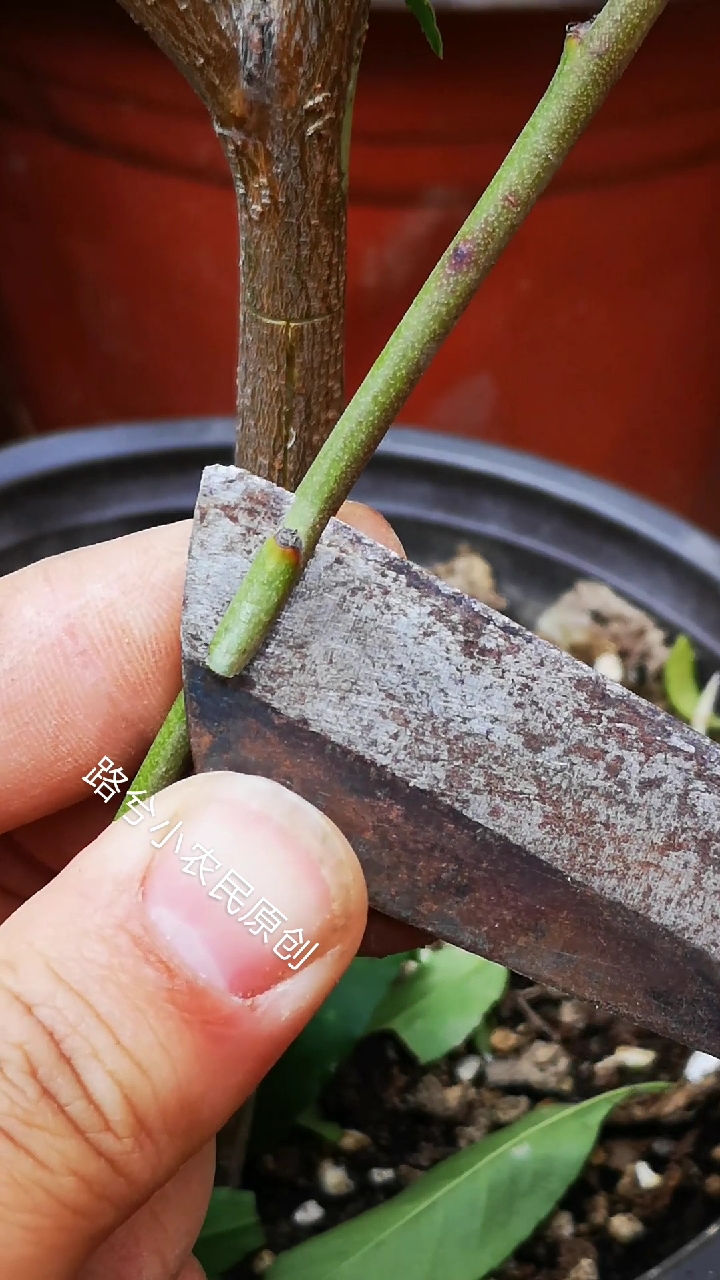 嫁接高手#适合夏天嫁接的方法,t型芽接