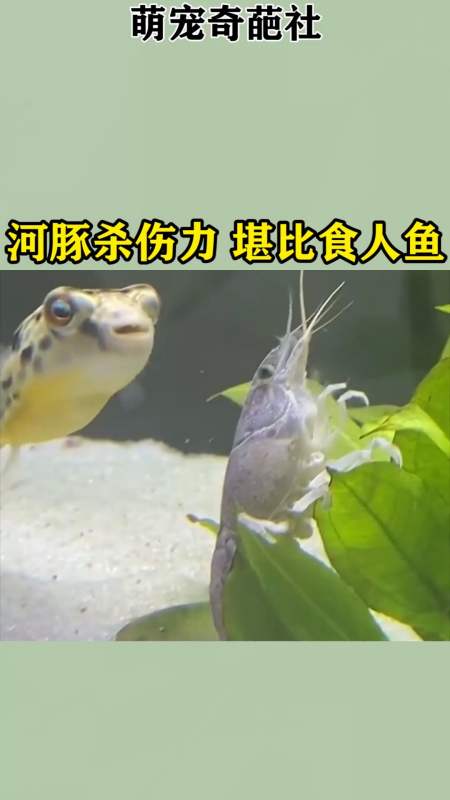 我家萌宠成精了#河豚杀伤力,堪比食人鱼