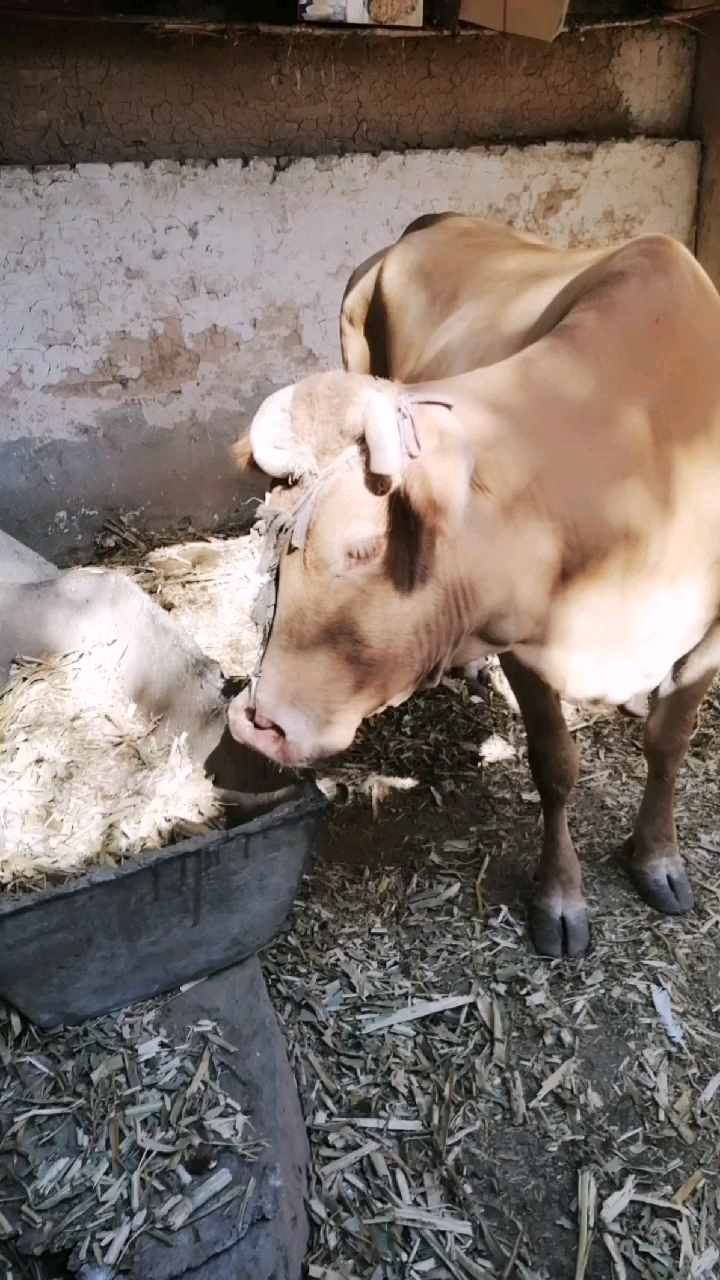 我家的小动物们