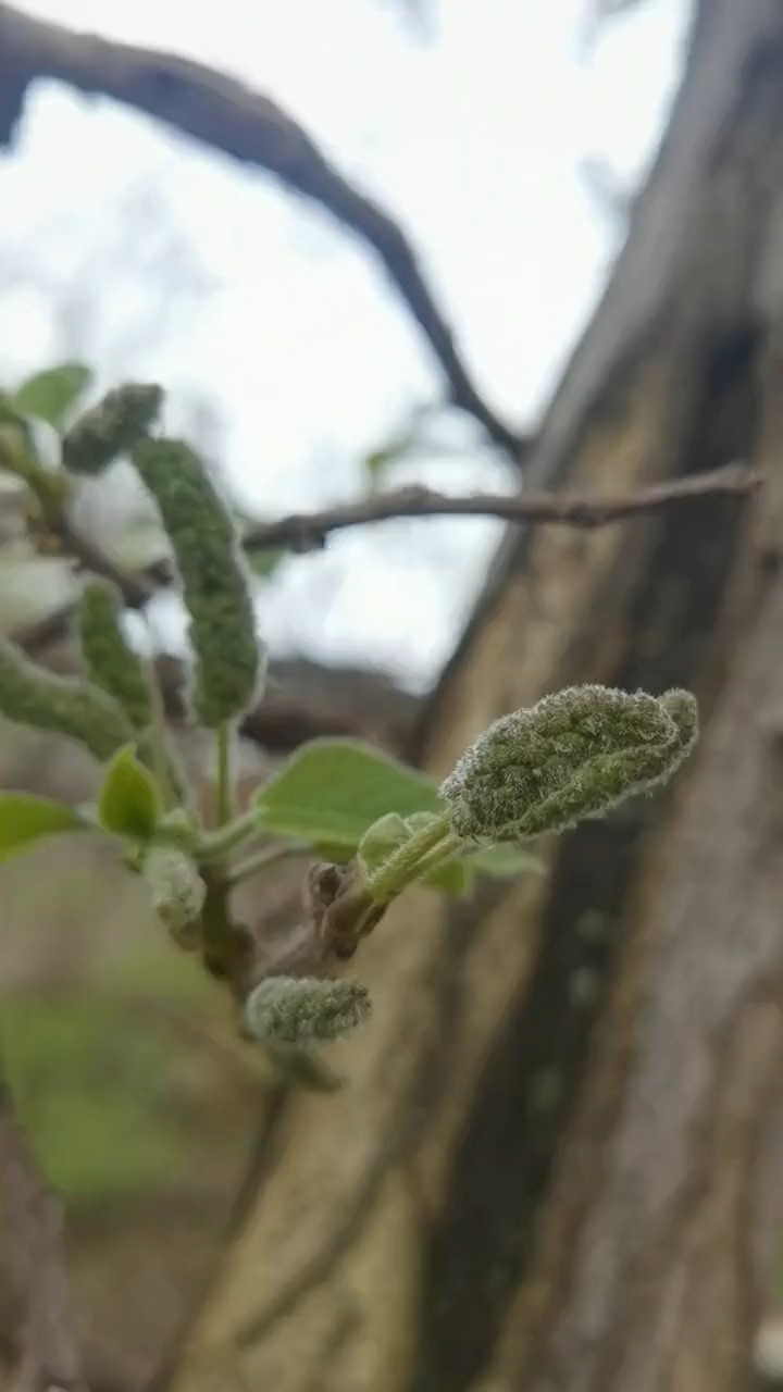舌尖上的中国介绍过的北纬37度美食 狗棒槌,构树.